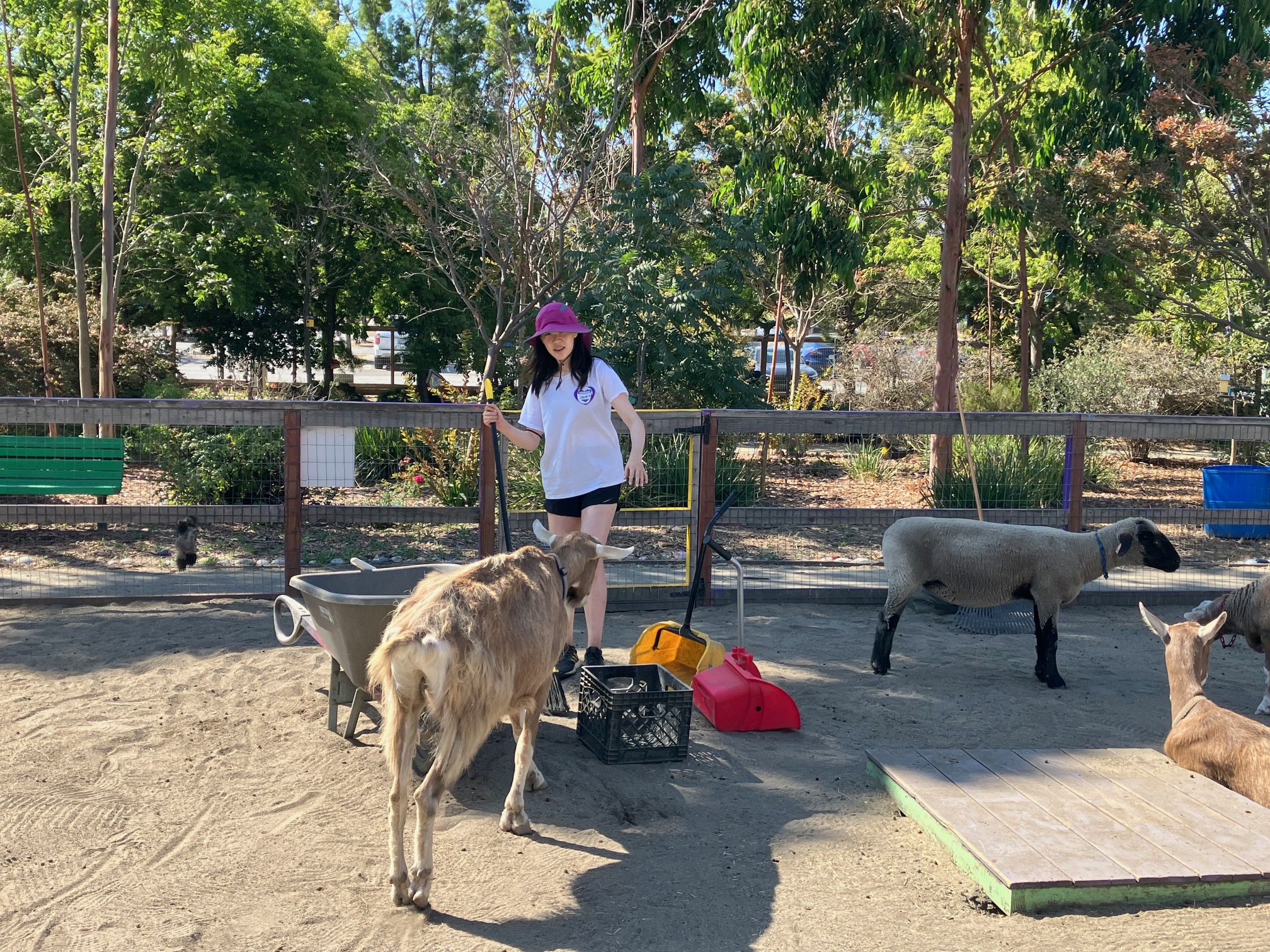 Animal Assist Happiness volunteer